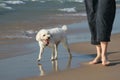 Small White Dog and OwnerÃ¢â¬â¢s Legs on a Be Royalty Free Stock Photo